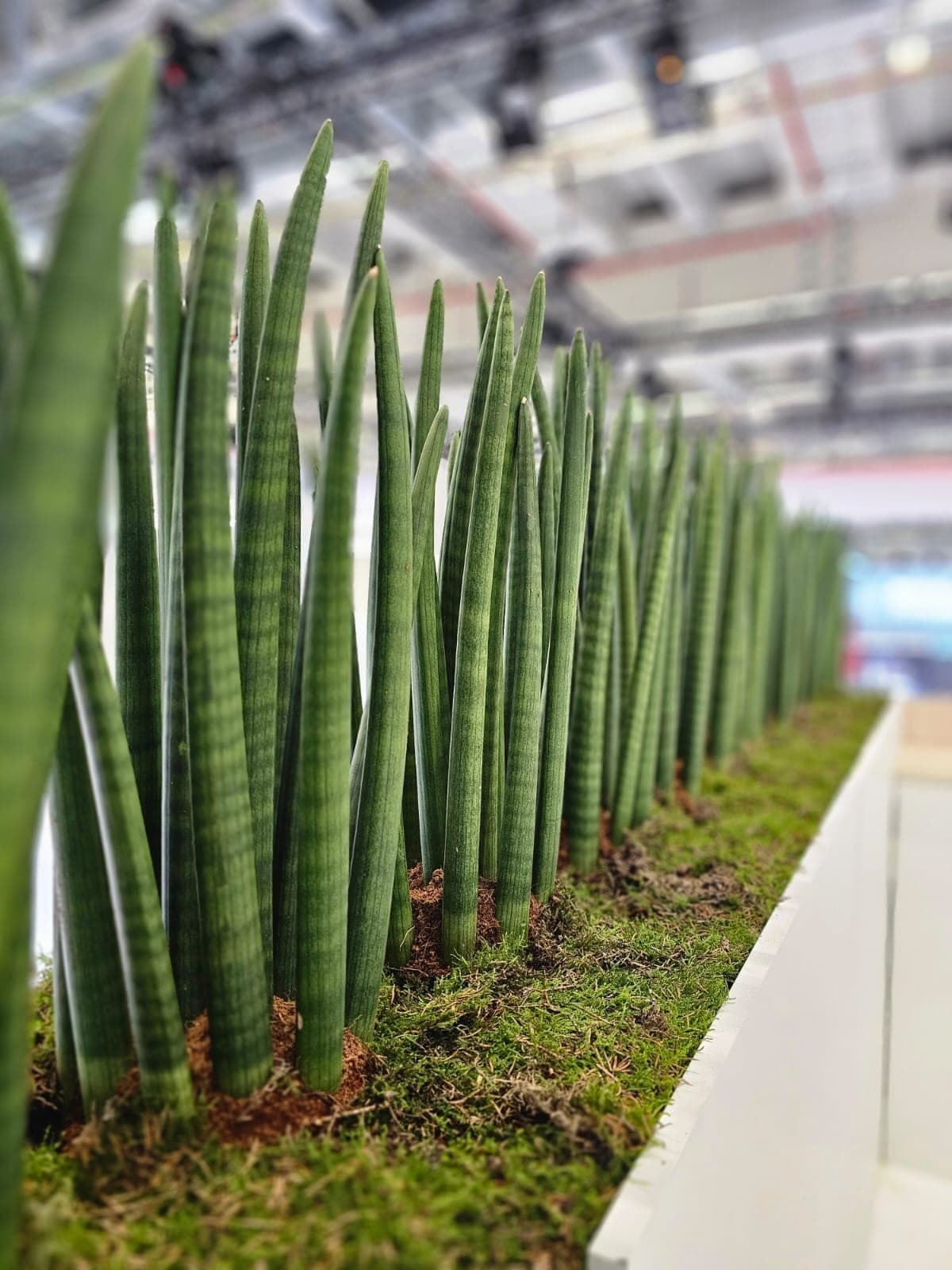 Bosque verde de plantas como instalación de stand en la feria Light + Building de Fráncfort